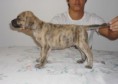 /album/galeria-de-fotos-ninhada-c1-scooby-doo-x-cheetara-de-la-fogueira-/a1-femea-tigrada-jpg1/